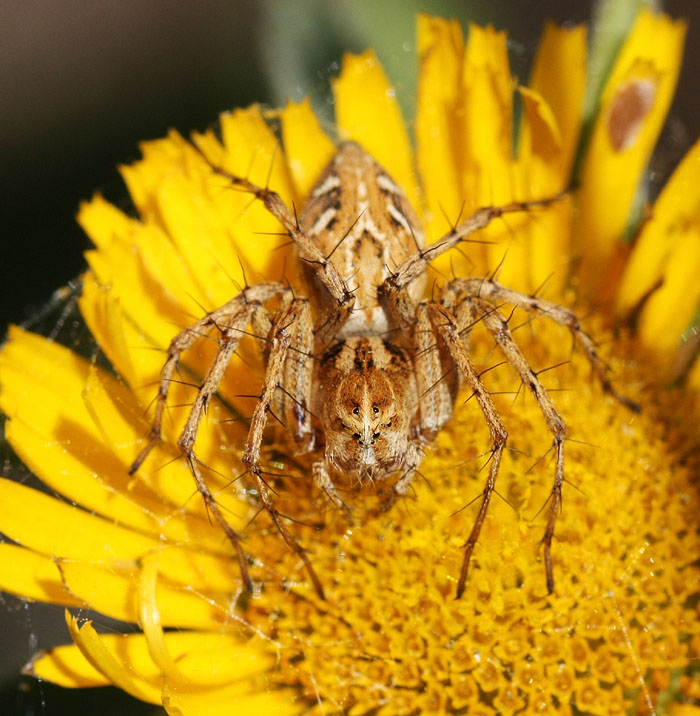 Oxyopes sp.